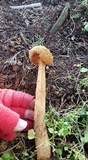 Battarrea phalloides image