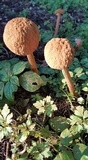 Battarrea phalloides image