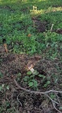 Battarrea phalloides image