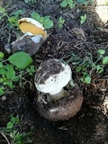 Battarrea phalloides image