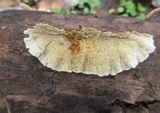 Trametopsis cervina image