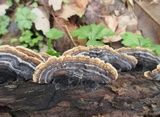 Trametopsis cervina image