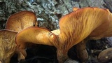 Omphalotus olearius image
