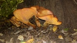 Omphalotus olearius image