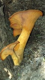 Omphalotus olearius image
