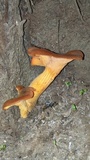 Omphalotus olearius image
