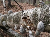 Fomes excavatus image