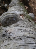 Fomes excavatus image