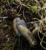 Gliophorus irrigatus image