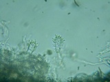 Acanthobasidium penicillatum image