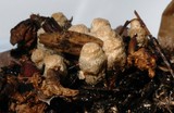 Cyathus olla image