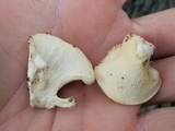 Favolus tenuiculus image
