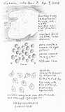 Perenniporia subacida image