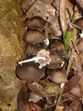 Psathyrella tuberculata image