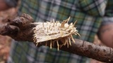 Cordyceps tuberculata image