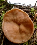 Discina ancilis image