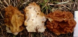 Gyromitra montana image
