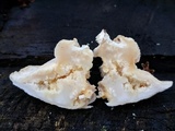 Tyromyces chioneus image