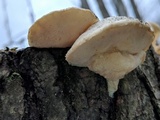 Tyromyces chioneus image