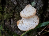 Tyromyces chioneus image