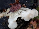 Tyromyces chioneus image