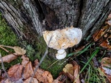 Tyromyces chioneus image