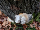 Tyromyces chioneus image