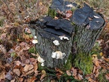 Tyromyces chioneus image