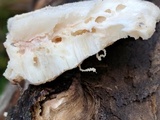 Tyromyces chioneus image