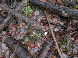 Tyromyces chioneus image