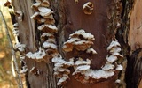 Trichaptum abietinum image