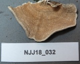 Trametes villosa image