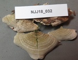 Trametes villosa image