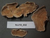 Trametes villosa image