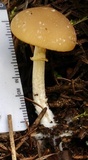 Psathyrella ellenae var. yubaensis image