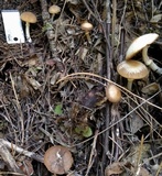Psathyrella ellenae var. yubaensis image