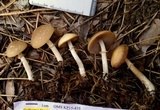 Psathyrella ellenae var. yubaensis image