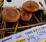 Clitocybe squamulosa image