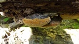 Phellinus igniarius image