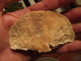 Trametes gibbosa image