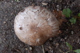 Agaricus bisporus image