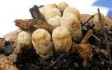 Cyathus olla image