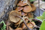 Kuehneromyces lignicola image