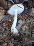 Xerula radicata image