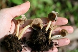 Helvella latispora image