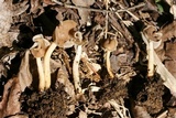 Helvella latispora image