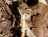 Helvella latispora image
