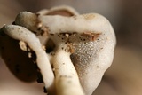 Helvella latispora image