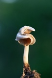 Helvella latispora image