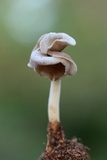 Helvella latispora image